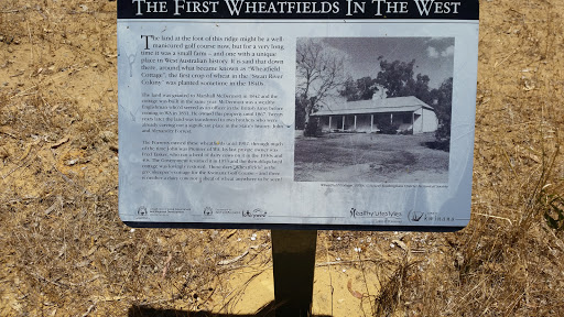 First Wheatfields In The West