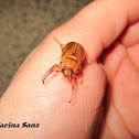 European June Beetle