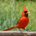 Northern cardinal