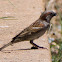 House Sparrow