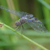 Black Saddlebags (female)