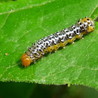 Erosia moth Caterpillar