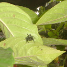 jumping spider