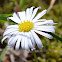 Field Daisy