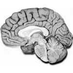 Cover Image of Download NeuroAnatomía preguntas examen 4.0 APK