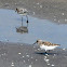 Sanderling