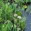 Queen Anne's Lace & River grass