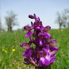 green-veined orchid