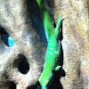 Giant Day Gecko