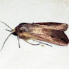 Army Worm Moth