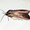 Army Worm Moth