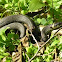 European grass snake