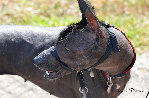 Xoloitzcuintli (Mexican Hairless Dog) | Project Noah