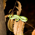 Green tree pit viper