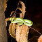 Green tree pit viper