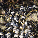 Blue Mussel