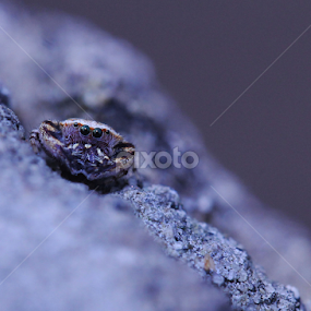King of the rock by Raiyan Momin - Nature Up Close Other Natural Objects