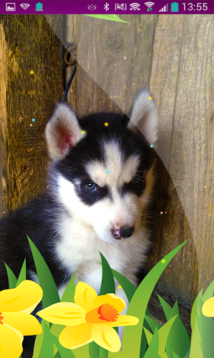 Husky Puppy Wallpaper