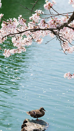 Spring Blossoms Live Wallpaper