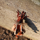 Polyphemus Moth