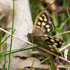 speckled wood