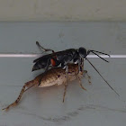 Parasitic wasp with prey
