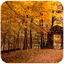 Forest Live Wallpaper HD mobile app icon