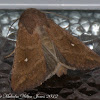 White-point Moth