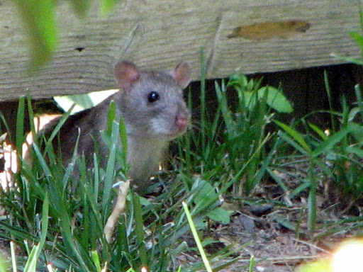 External Image