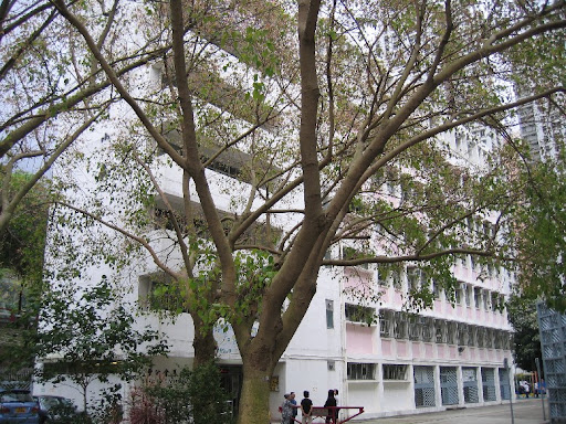 大樹