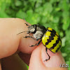 Mimic Leaf beetle