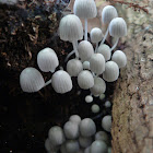 Coprinus Fungi