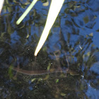 Anguia (gl), Anguila europea (es), European eel (uk)