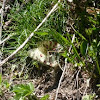 Mountain Apollo Butterfly