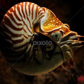 #nationalaquarium #Baltimore #dollardays by Brandi  Rhone  - Animals Sea Creatures