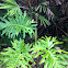 Philodendron, Selloum
