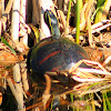 Florida Red-bellied Cooter Turtle