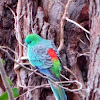 Red-rumped parrot or Grass parrot