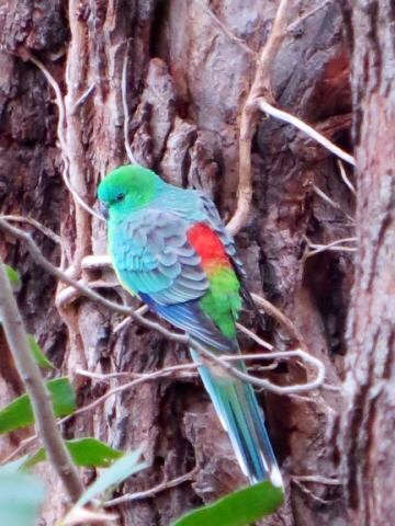 Red-rumped parrot or Grass parrot