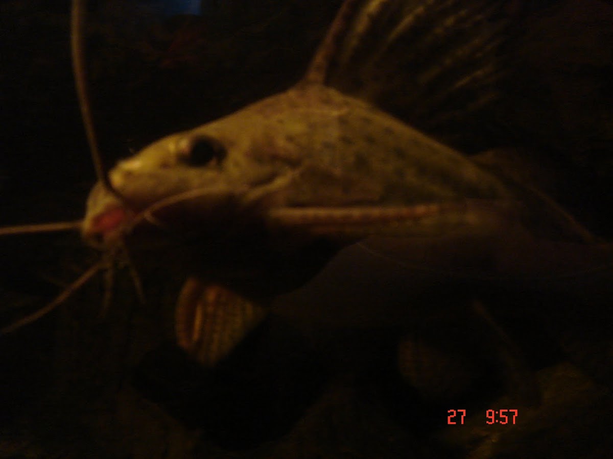 African Lace Catfish