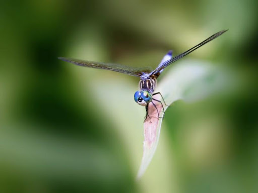 Dragonfly HD Wallpaper