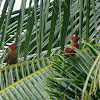 Banded  Woodpecker