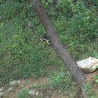 Lesser Golden-back Woodpecker