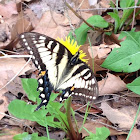 Eastern Tiger Swallowtail