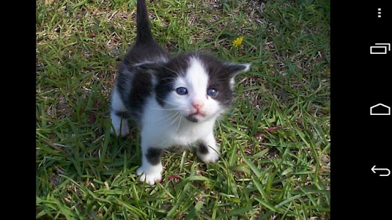 How to download Kittens patch 1.9 apk for laptop