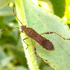 Leafless Leaf-Footed Bug