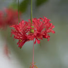 Hibiscus schizopetalu