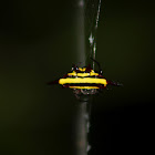 Spiny orb-weaver Spider