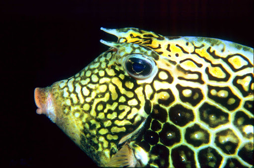 spotted-fish-Aruba - A fish spotted during a scuba outing on Aruba.