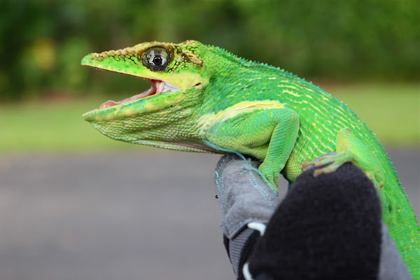 cuban knight anole | Project Noah